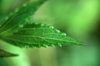 Reunion / Reunio - raindrops on a leaf - photo by W.Schipper