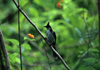 Reunion / Reunio - Pycnonotus jocosus - Red-whiskered Bulbul on a branch - photo by W.Schipper