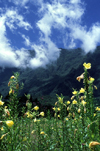 Reunion / Reunio - Cilaos: flowers in the fields - photo by W.Schipper