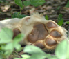 South Africa - Pilanesberg National Park: lion paw - photo by K.Osborn