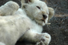 South Africa - Pilanesberg National Park: white lion from Timbavati - playful cub - photo by K.Osborn