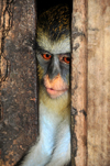 Guadalupe, Lobata district, So Tom and Prncipe / STP: Mona Monkey - Cercopithecus mona / macaco mona  - Restaurante Celvas - photo by M.Torres