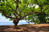 Anamb / Anabom, Lemb district, So Tom and Prncipe / STP: sea and Bengal almond tree, Tropical almond, Sea almond, Terminalia catappa / amendoeira tropical - carroceiro - photo by M.Torres