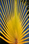 Santo Antnio, Prncipe island, So Tom and Prncipe / STP: Traveller's Tree on the main square - Ravenala madagascariensis / rvore do viajante - photo by M.Torres