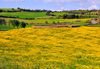 Isili, Cagliari province, Sardinia / Sardegna / Sardigna: field of yellow wild flowers, circular stone structure and road - Sarcidano sub-region - photo by M.Torres