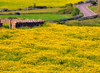 Isili, Cagliari province, Sardinia / Sardegna / Sardigna: wiggling road, field of yellow wild flowers and circular stone structure - Sarcidano sub-region - photo by M.Torres