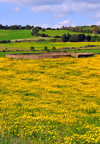 Isili, Cagliari province, Sardinia / Sardegna / Sardigna: stone structure on a field of yellow wild flowers - Sarcidano sub-region - photo by M.Torres
