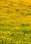 Isili, Cagliari province, Sardinia / Sardegna / Sardigna: field of yellow wild flowers - Sarcidano sub-region - photo by M.Torres