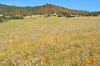 Castiadas municipality, Cagliari province, Sardinia / Sardegna / Sardigna: field of wild flowers - photo by M.Torres