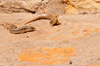 Uta / Uda, Cagliari province, Sardinia / Sardegna / Sardigna: Ocellated skinks bask in the sun - Chalcides ocellatus - lizards with short legs - photo by M.Torres