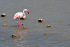 Cagliari, Sardinia / Sardegna / Sardigna: pink flamingo on the eastern lagoon - Stagno di Molentargius - photo by M.Torres