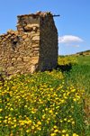 Las Plassas / Is Pratzas, Medio Campidano province, Sardinia / Sardegna / Sardigna: ruined house in a field of flowers - photo by M.Torres