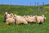 Las Plassas / Is Pratzas, Medio Campidano province, Sardinia / Sardegna / Sardigna: sheep gather for protection - green field - Marmilla region - pecore - photo by M.Torres