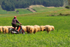 Barumini, Medio Campidano province, Sardinia / Sardegna / Sardigna: shepherd using a motorbike to lead his sheep - Marmilla region - photo by M.Torres