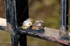 Scotland - Edinburgh: two snails soak up the sun's heat on a wrought iron fence - photo by C.McEachern