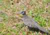 Mahe, Seychelles: Anse Etoile - Turtle-Dove - Tourterelle - bird - fauna - photo by M.Torres