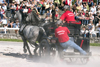 Slovenia - Lipica / Lipizza - Goriska region: Lipica stud farm - Combined driving event - Carriage Driving - racing in the 'marathon' - Dakovo team, from Croatia - photo by I.Middleton