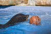 California sea lion playing with ball at Ljubljana zoo, Slovenia - photo by I.Middleton