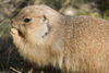 Prairie dog in Ljubljana zoo, Slovenia - photo by I.Middleton