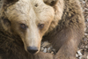 Brown bear in Ljubljana zoo, Slovenia - photo by I.Middleton