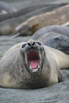 South Georgia Island - Southern Elephant Seal - angry - Mirounga leonina - lphant de mer austral - Antarctic region images by C.Breschi