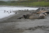 South Georgia Island - Southern Elephant Seal - beach life - Mirounga leonina - lphant de mer austral - Antarctic region images by C.Breschi