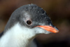 South Georgia Island - Gentoo Penguin - juvenile face - manchot papou - Pygoscelis papua - Antarctic region images by C.Breschi