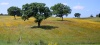 Spain / Espaa - Campo de encinas / campo de azinheiras / field of holm-oaks (photo by Angel Hernandez)