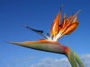 Spain / Espaa - Flor del paraiso / estrelicia / paradise flower - Strelitzia -  - bird of paradise - Crane flower - Birds-Tongue Flower (photo by Angel Hernandez)