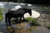 Spain / Espaa - Cabezuella del Valle - Caceres province: horse on the river Jerte / caballo - Rio Jerte (photo by M.Torres)