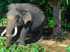 Kegalle, Sabaragamuwa province, Sri Lanka: bull elephant chained to a tree - the Sri Lankan Elephant is the largest of the subspecies of Asia elephant - Pinnawala Elephant Orphanage - photo by M.Torres