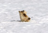 Svalbard - Spitsbergen island: a first season polar bear cub rolls in the snow to cool off after a feast of whale meat - Ursus maritimus - photo by R.Eime