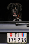 Switzerland - Bellinzona, Ticino canton: dog in a trunk - Swiss license plate - photo by J.Kaman