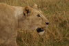 Tanzania - Lioness (close view) in Ngorongoro Crater (photo by A.Ferrari)