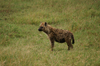 Africa - Tanzania - Hyena in Serengeti National Park - photo by A.Ferrari