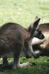 Tasmania - Australia - Tasmania - A joey plays near its mother (photo by Fiona Hoskin)