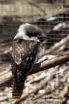 Tasmania - Australia - Tasmania - Laughing Kookaburra in captivity - Dacelo novaeguineae (photo by Fiona Hoskin)