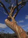 Tasmania - Cradle Mountain - Lake St Clair National Park: Overland Track - eucalyptus (photo by M.Samper)