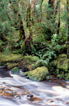 Bird River, West Coast council, Tasmania, Australia: Temperate Rain Forest - rapids - photo by A.Bartel
