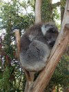Tasmania - Australia - North Eastern Tasmania - Trowunna Wildlife Park: Koala sleeping in a gum tree (photo by Fiona Hoskin)