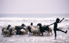 Africa - Rgion Maritime, Togo: animals in the surf - boy shepherd washing a flock of sheep - Bight of Benin - photo by J.Filshie