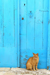 Tunisia - Kairouan: cat in front of blue door (photo by J.Kaman)