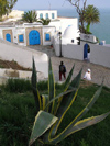 image of Tunisia - Sidi Bou Said: aloe vera on the slope (photo by J.Kaman)