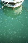 Istanbul, Turkey: jellyfish - medusae in the Golden Horn - photo by S.Lund