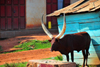 Kampala, Uganda: Ankole longhorn cattle, Ankole-Watusi - photo by M.Torres