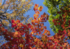 Maine, USA: New England trees with autumn colors - Atlantic Coast - photo by C.Lovell