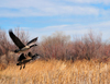 Bosque del Apache National Wildlife Refuge, Socorro County, New Mexico, USA: Canadian geese landing - Branta canadensis - wildfowl - photo by M.Torres