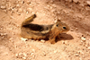 Bryce Canyon National Park, Utah, USA: Peek-A-Boo Loop Trail - chipmunk in the sand - photo by A.Ferrari