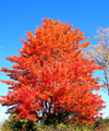 Echo lake, Maine / New England, USA: flamboyant tree - Autumn blaze - photo by P.Baldwin