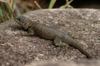 191 Venezuela - Bolvar - Canaima - Gran Sabana - A small lizard near Balneario Soroape - photo by A. Ferrari